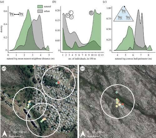 Cientistas usam coleiras GPS para rastrear o movimento dos babuínos